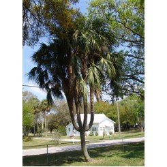 Sabal Palm with 5 heads